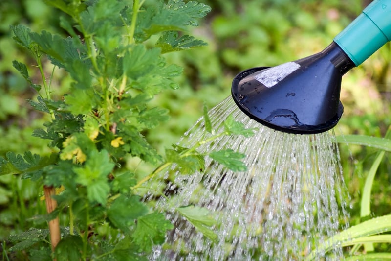 Watering Can Plants